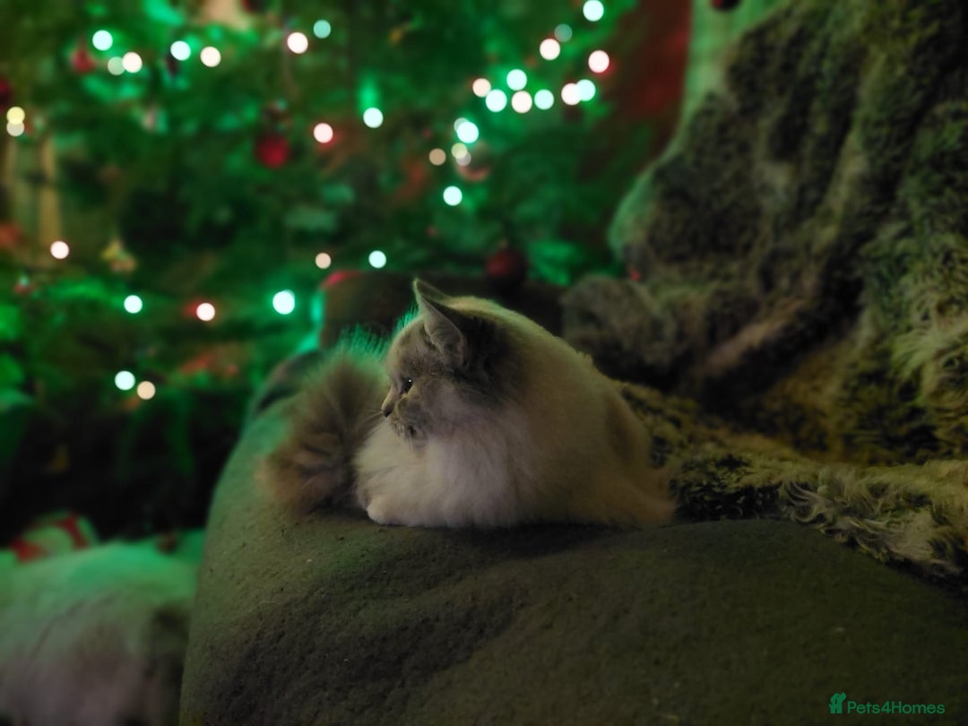 Ragdoll cats for sale: Beautiful Ragdoll - Advert 2