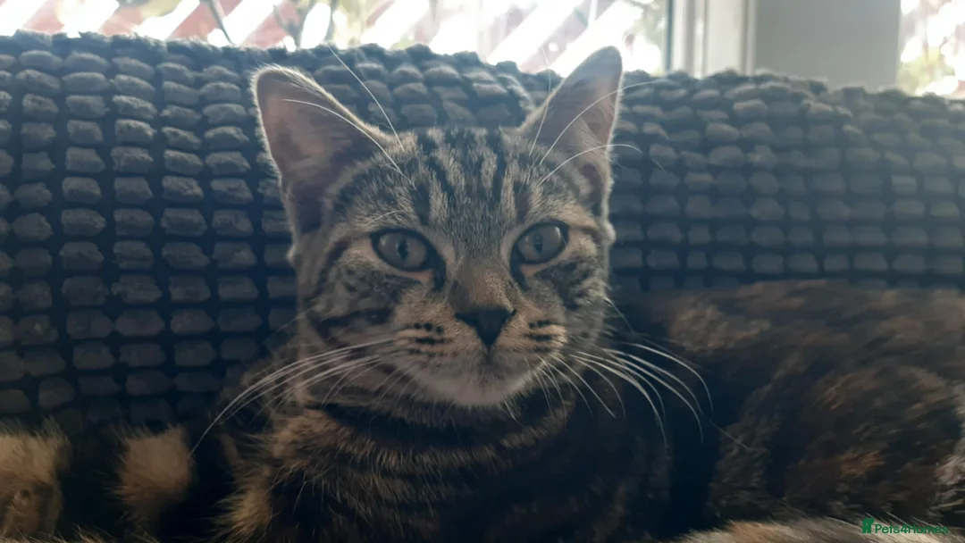 Mixed Breed cats for sale: Mollie - Advert 3