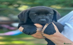 Labrador Retriever dogs for sale: Chunky show type Black Ladrador Puppies - Image 7