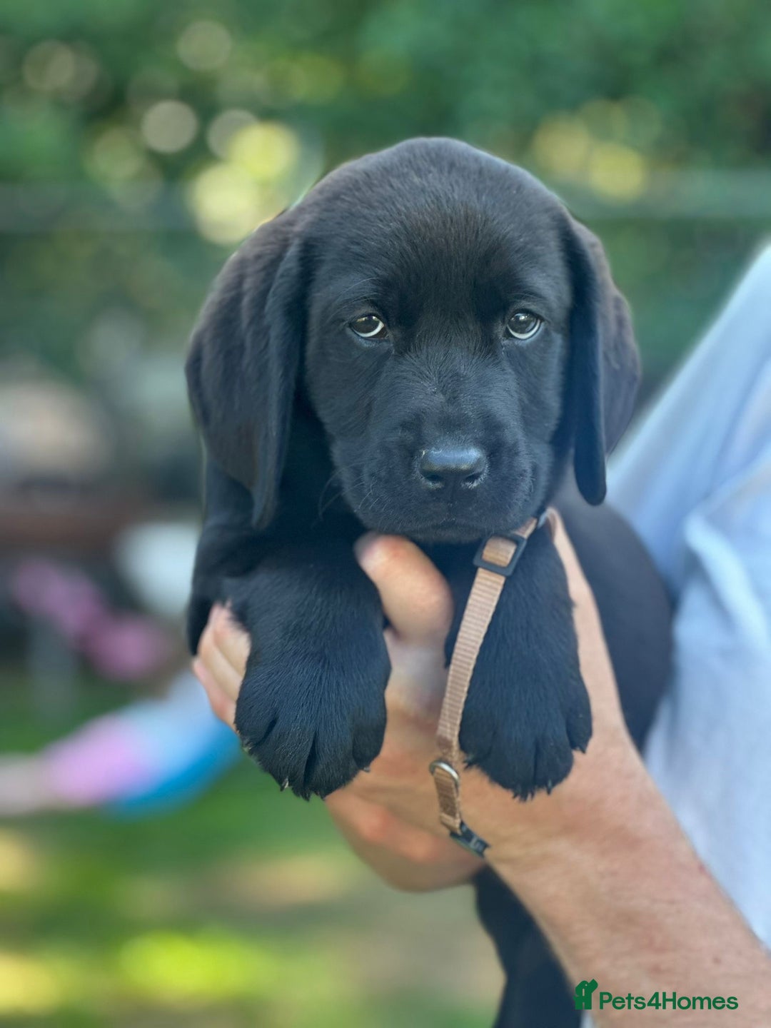 Labrador Retriever dogs for sale: Chunky show type Black Ladrador Puppies - Image 7