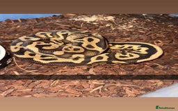 Snake reptiles for sale: Royal Python / Boa  - Image 2