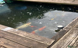 Koi Carp fish for sale: Koi carp and all my pond equipment  - Image 7