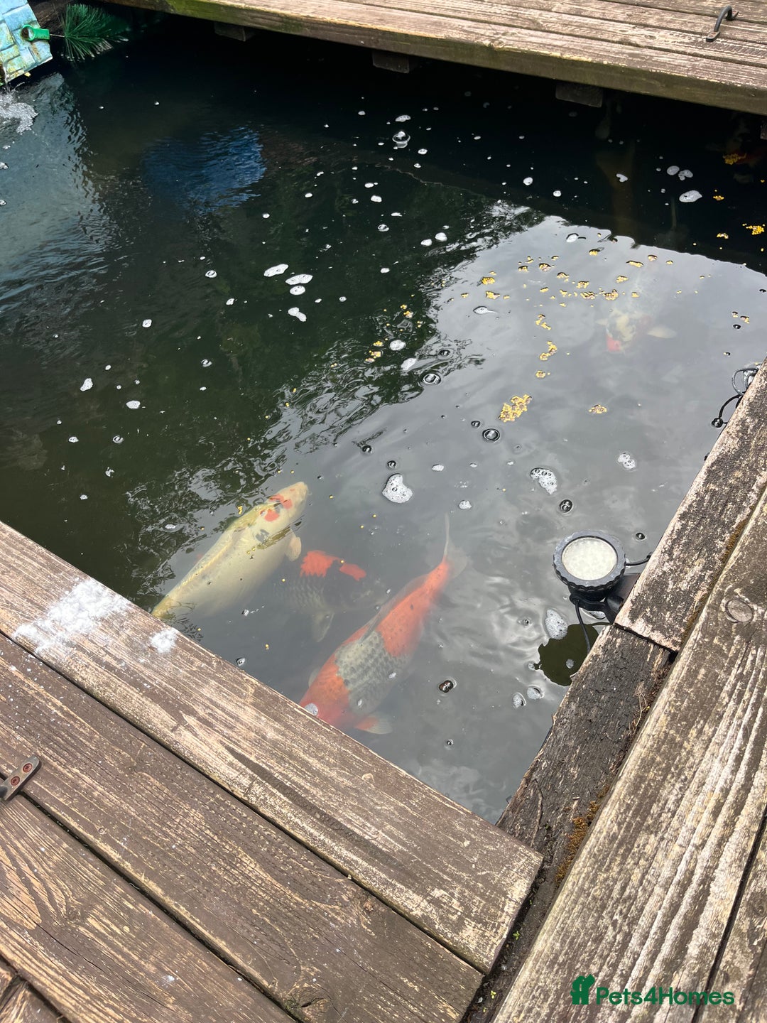 Koi Carp fish for sale: Koi carp and all my pond equipment  - Image 7