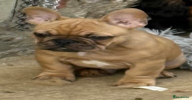 French Bulldog dogs - Advert 2