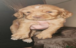 Cocker Spaniel dogs for sale: litter of 6 pedigree cocker spaniel puppies. - Image 22