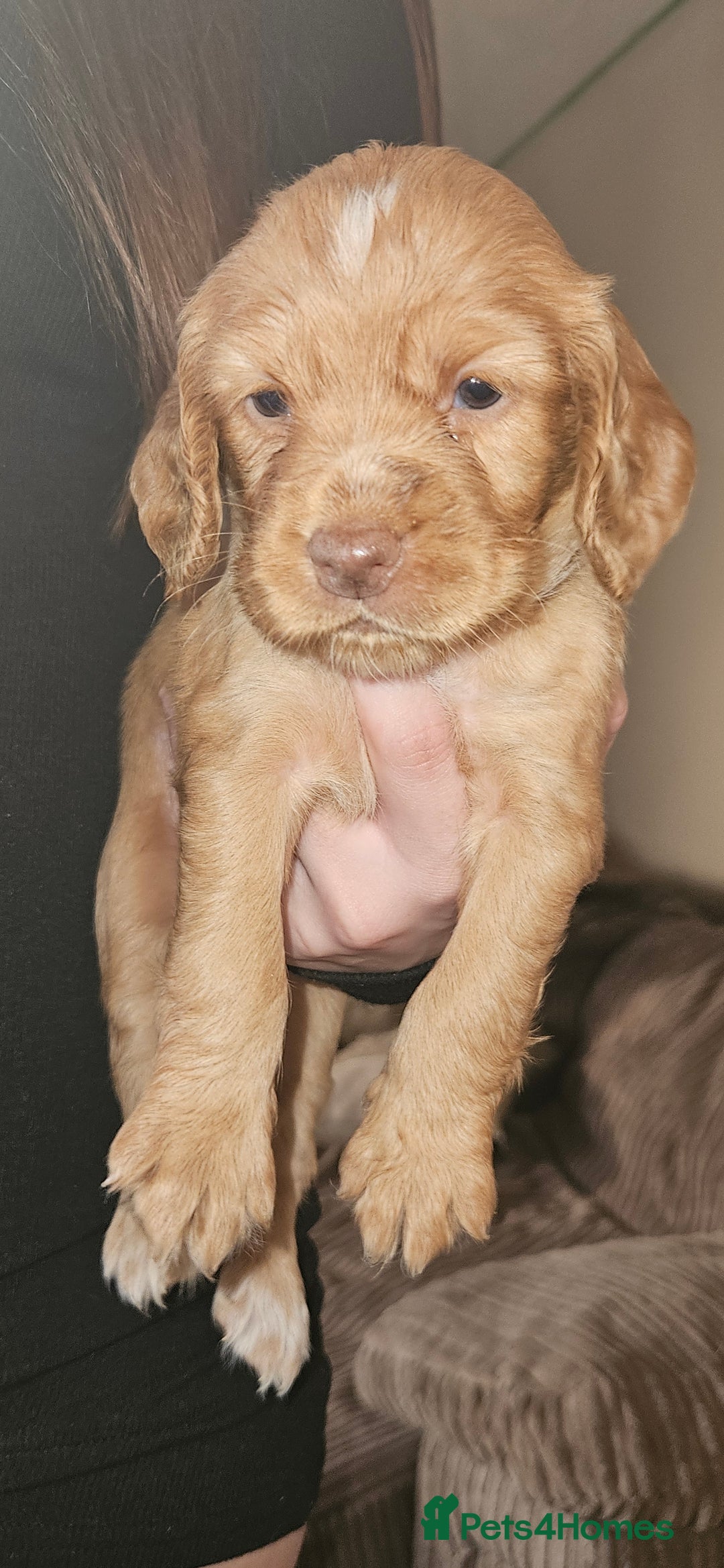 Cocker Spaniel dogs for sale: litter of 6 pedigree cocker spaniel puppies. - Image 22