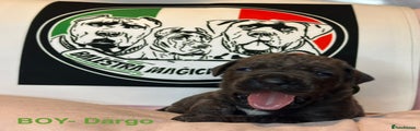 Cane Corso Dargo 