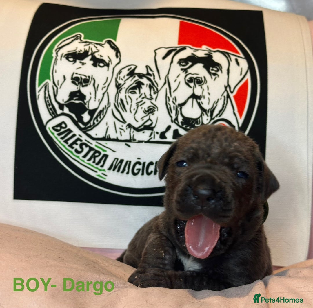 Cane Corso dogs for sale: Cane corso IKC/FCI  - Advert 14