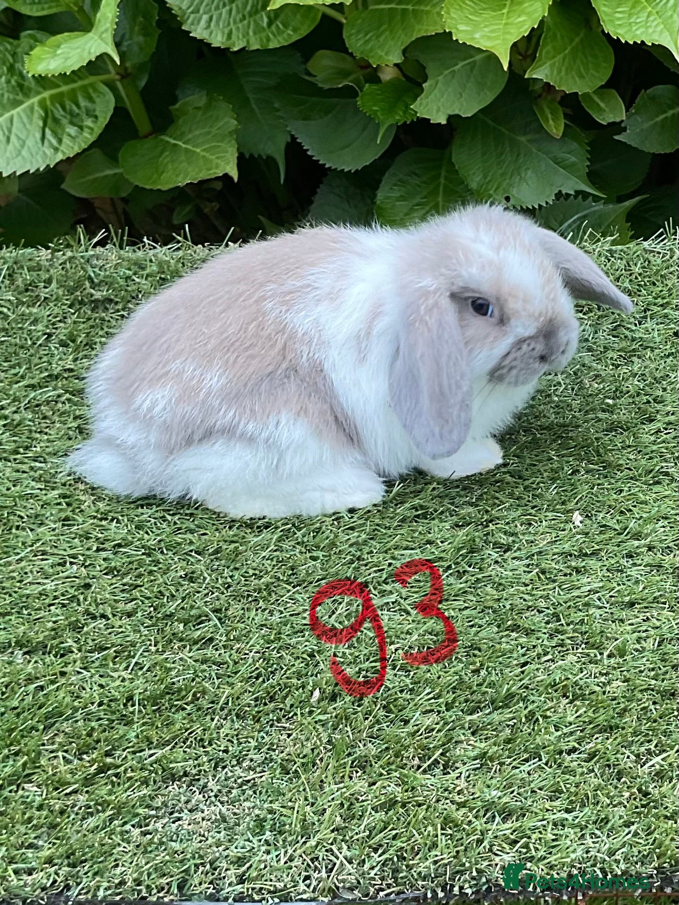 Mini Lop rabbits Pure bred mini lop baby Rabbits. - Advert 2