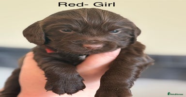 Cocker Spaniel dogs Gorgeous Working Cocker spaniels for sale - Advert 2