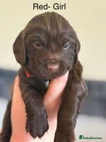 Cocker Spaniel dogs Gorgeous Working Cocker spaniels for sale - Advert 2