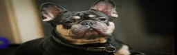 French Bulldog dogs for sale: Husky Koi French Bulldogs  - Advert 16