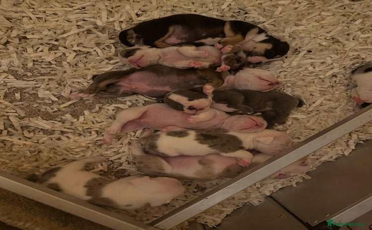 English Bulldog dogs - Advert 1