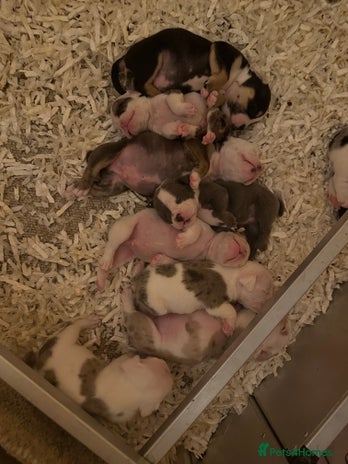 English Bulldog dogs - Advert 1