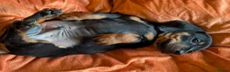 Dachshund dogs for sale: Dappled/Merl Dachshund puppies  - Advert 29