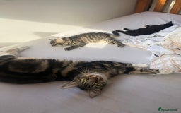 Bengal cats for sale: Kittens for sale!!  - Image 6