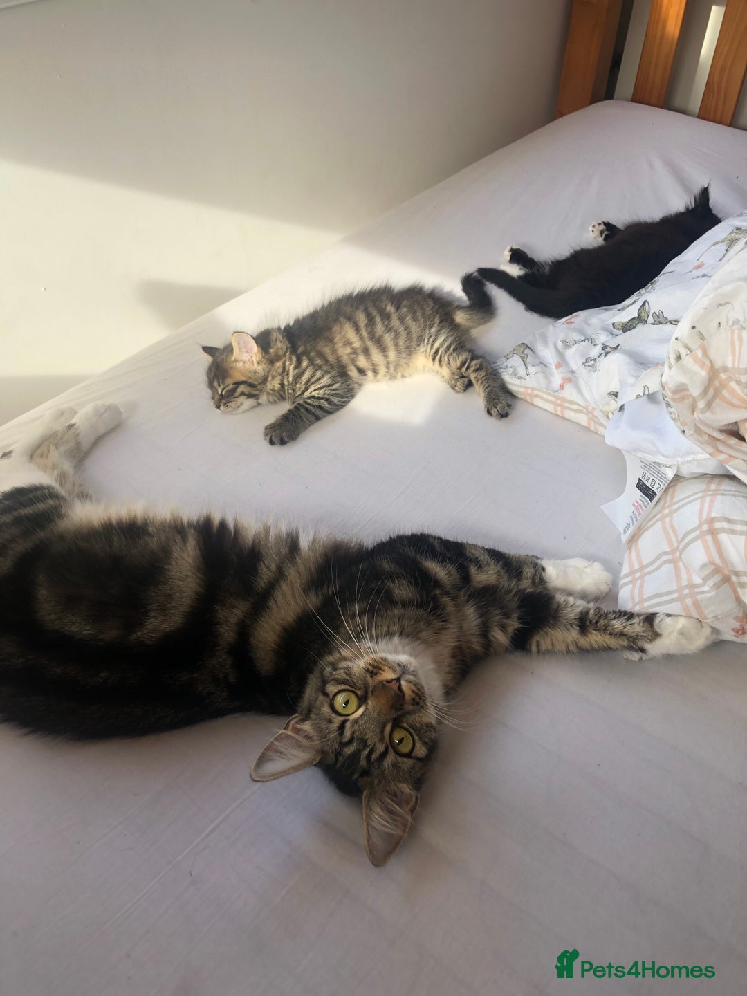 Bengal cats for sale: Kittens for sale!!  - Image 6