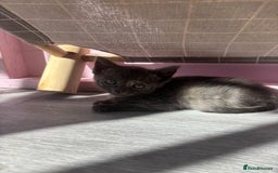 Domestic Shorthair cats for sale: Ragdoll/domestic short hair boys ready now - Image 4