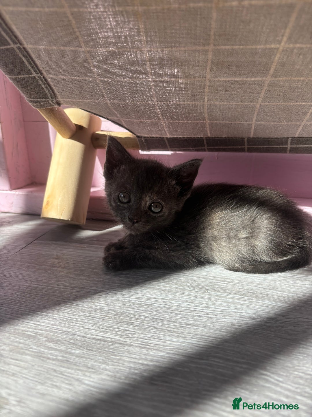 Domestic Shorthair cats for sale: Ragdoll/domestic short hair boys ready now - Image 4