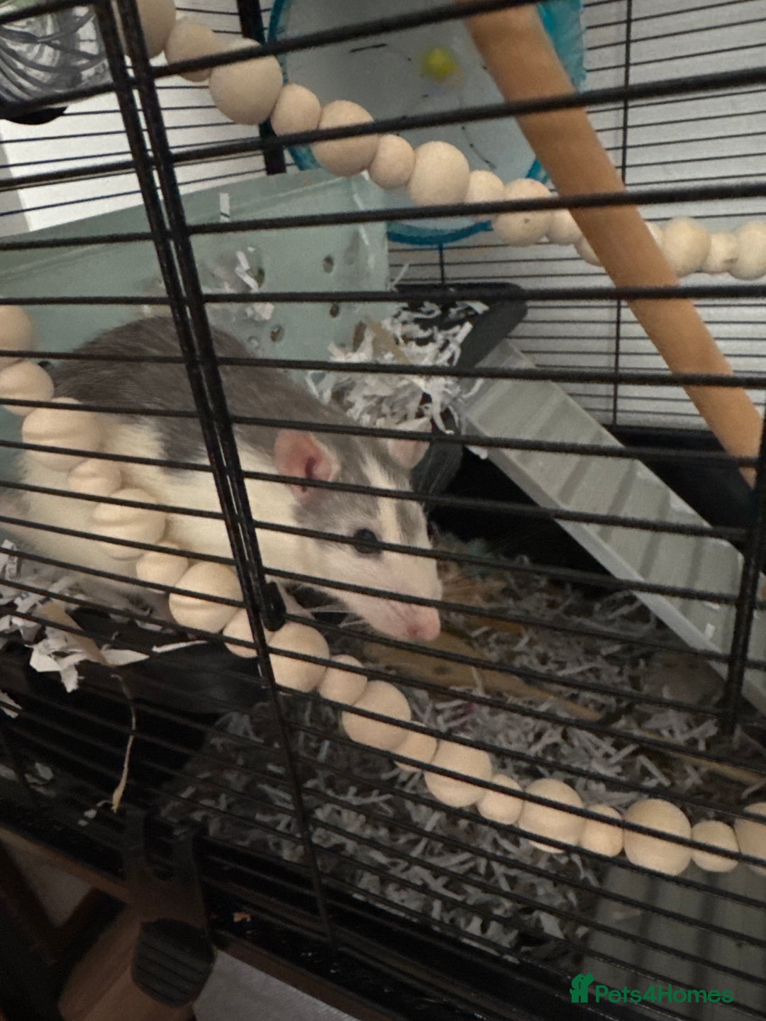 Rat rodents for sale: Two female rats with full set up - Advert 2