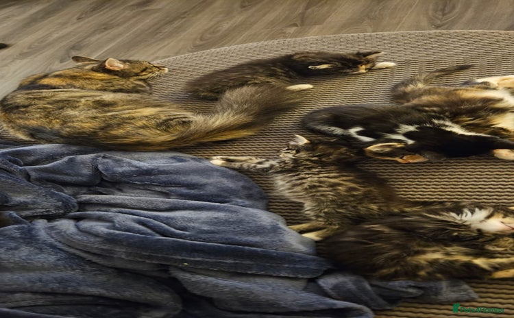 Mixed Breed cats Beautiful kittens hurry last one - Advert 7