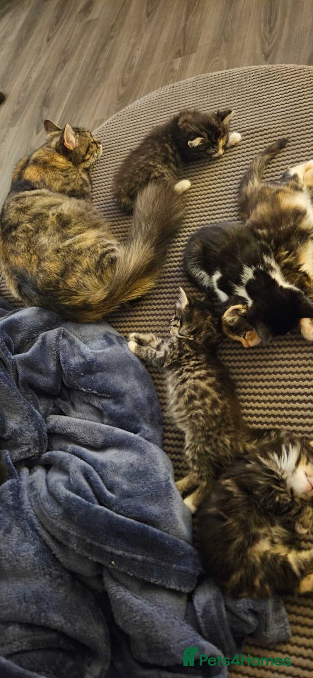 Mixed Breed cats for sale: Beautiful long haired kittens  - Image 10