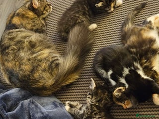 Mixed Breed cats Beautiful kittens hurry last one - Advert 2