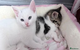 Mixed Breed cats for sale: 2 male kittens - Image 3
