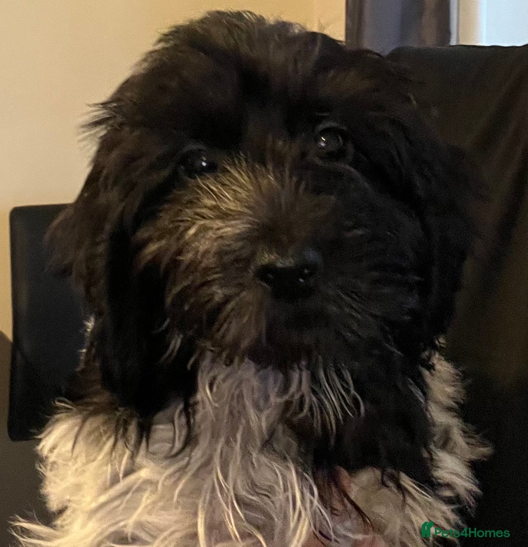 Cockapoo dogs for sale: F1b beautiful girl  - Image 11