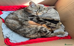 Mixed Breed cats for sale: Cats for adoption - Image 2