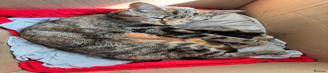 Mixed Breed Kitten 1
