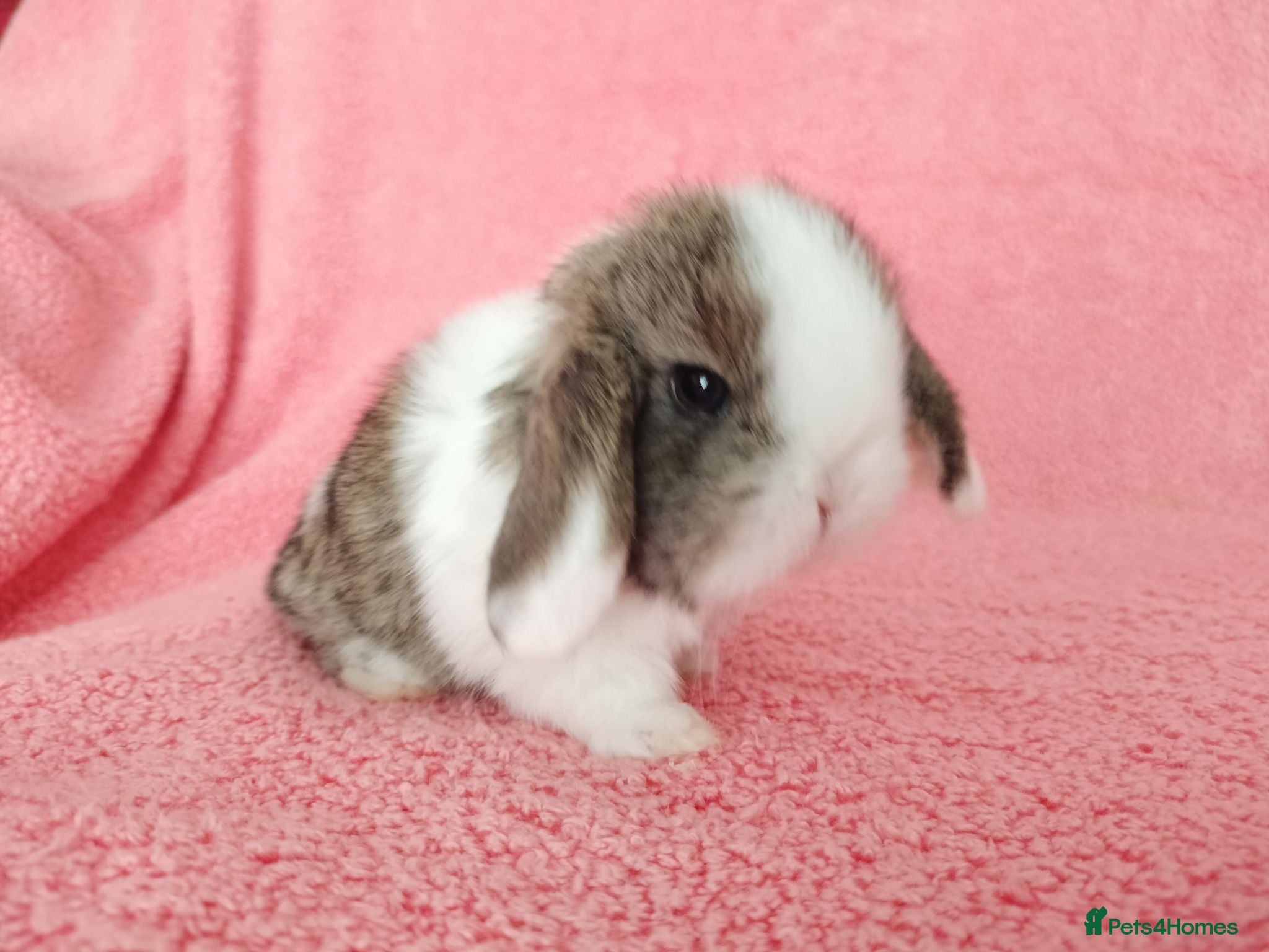 Mini Lop rabbits Baby mini lops for sale  - Advert 8