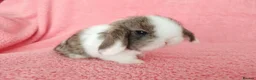 Mini Lop rabbits for sale: Baby mini lops for sale  - Advert 10