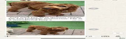 Goldendoodle dogs for sale: Top quality, health tested multiGen Double Doodles - Advert 33
