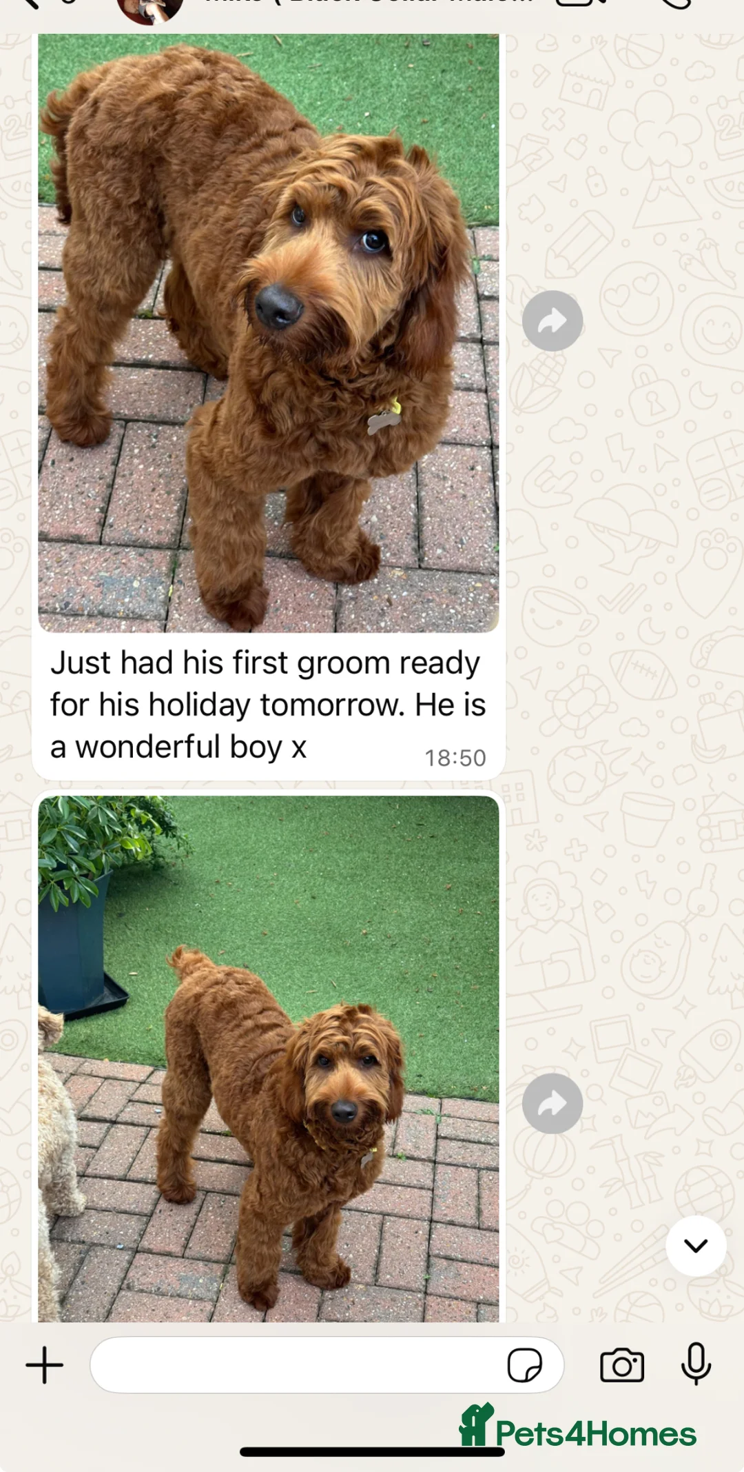 Goldendoodle dogs for sale: Top quality, health tested multiGen Double Doodles - Advert 33