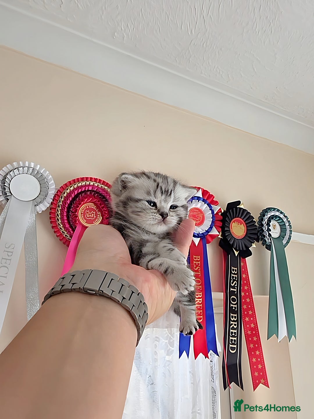 British Shorthair cats for sale: Silver Tabby kitten with his mother  - Image 26