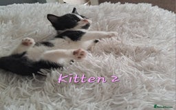 Mixed Breed cats for sale: 4 Stunning kittens for sale - Image 9