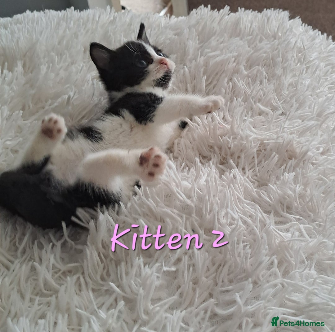 Mixed Breed cats for sale: 4 Stunning kittens for sale - Image 9