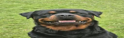 Rottweiler dogs for stud: Rottweiler For Stud in Strathpeffer - Advert 1