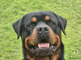 Rottweiler dogs Rottweiler For Stud in Strathpeffer - Advert 3