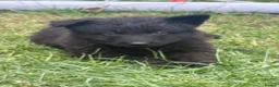 German Shepherd dogs for sale: German shepherd puppies READY NOW - Advert 16