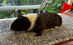Guinea Pig rodents for sale: Bonded group of young boars - Image 11