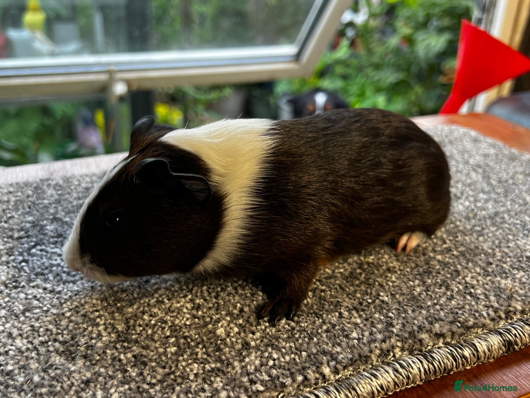 Guinea Pig rodents for sale: Bonded group of young boars - Image 11