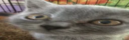 British Shorthair cats for sale: Beautiful British blue kittens  in Welwyn Garden City - Advert 6