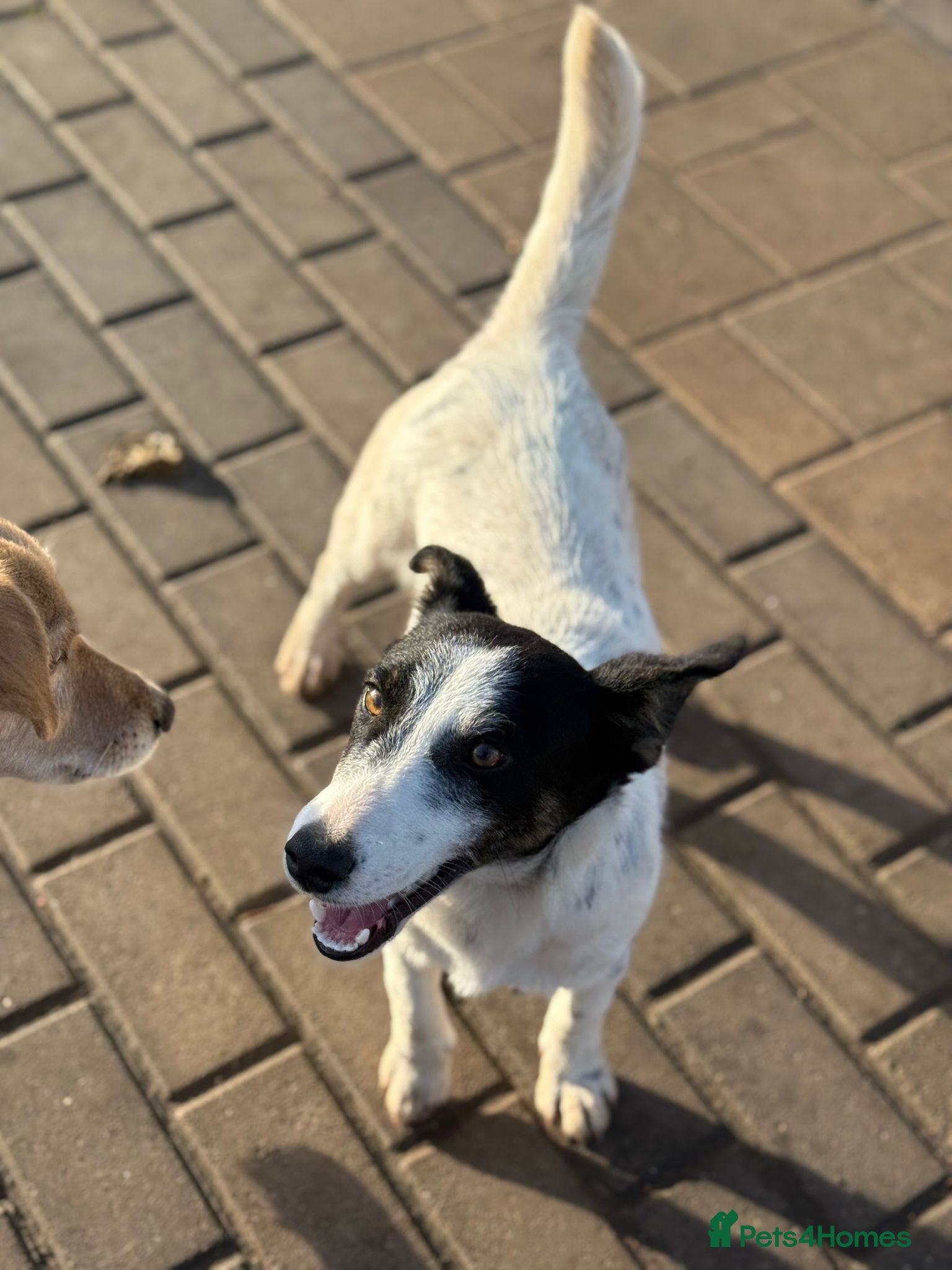 Mixed Breed dogs Gorgeous little Andor looking for love - Advert 1