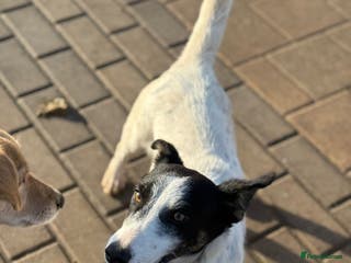 Mixed Breed dogs Gorgeous little Andor looking for love - Advert 1