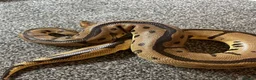 Gecko reptiles for sale: Current reptiles available  - Advert 12
