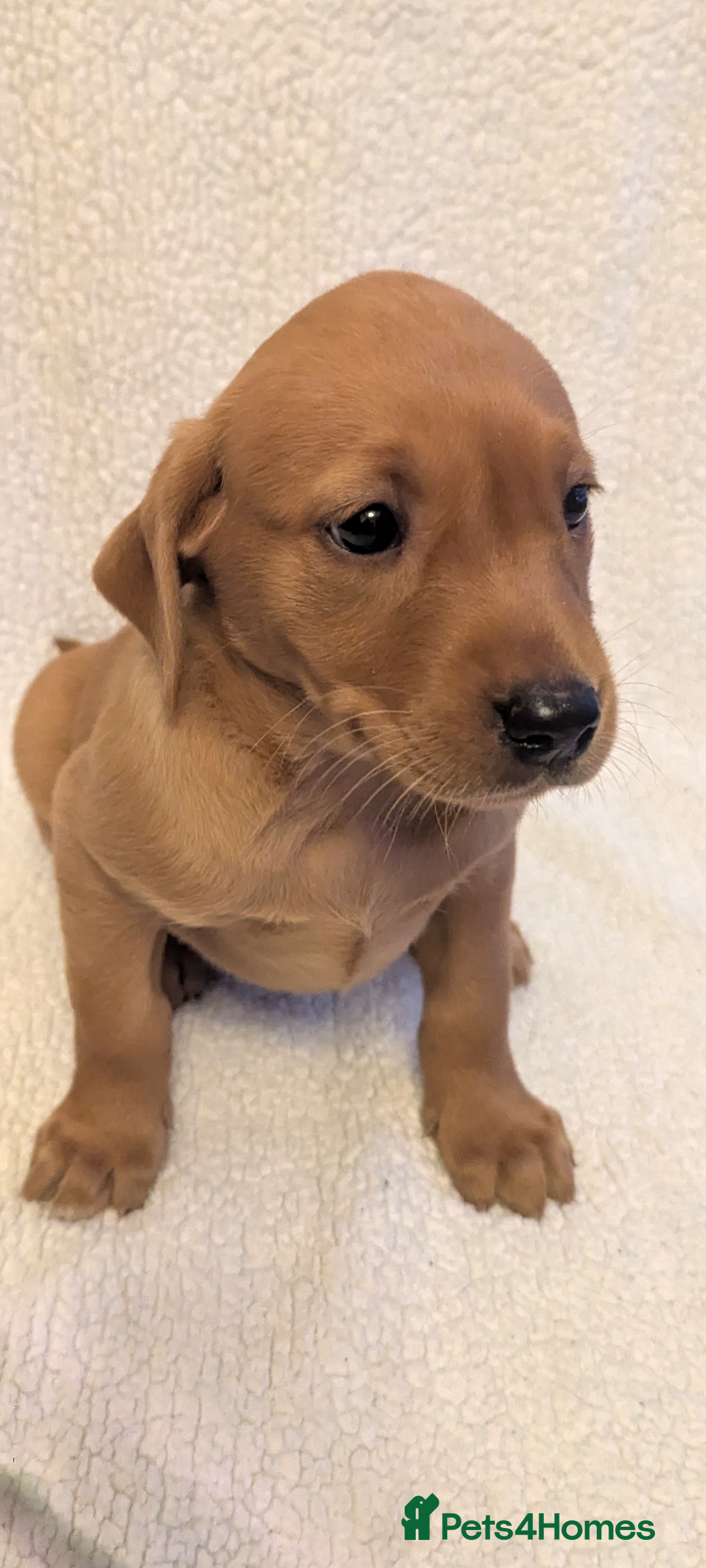 Labrador Retriever dogs for sale: Fox red Labradors  - Advert 16