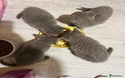British Shorthair cats for sale: CHAMPION BLOODLINE - Image 5