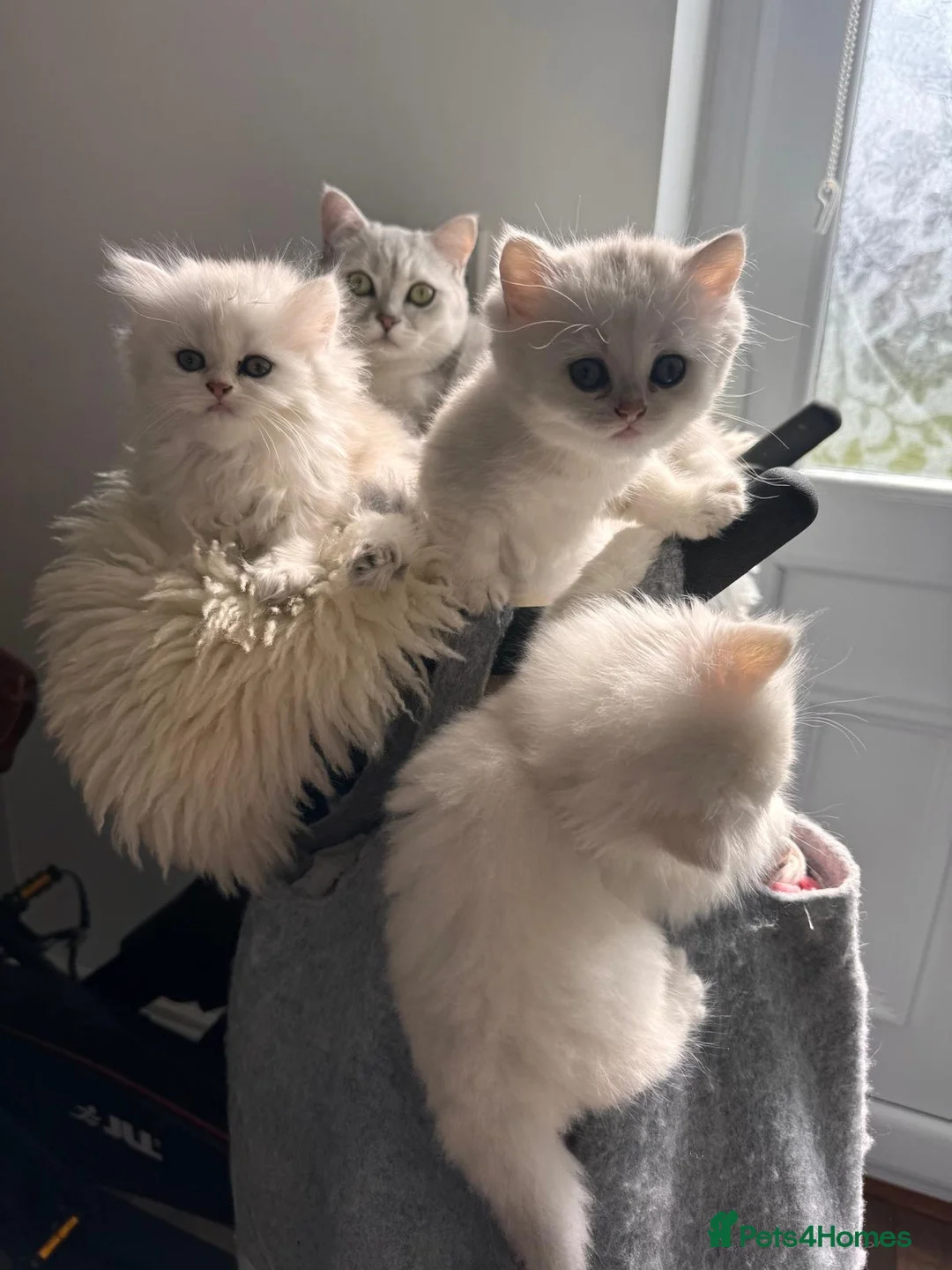 British Shorthair cats for stud: ❤ British ShortHair Active Stud ❤ Champion ❤ in Doncaster - Advert 24